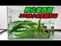 孵化六角恐龍魚第9天，將近300顆魚卵，都變成了會動的小魚苗