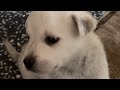 #3 Verhuizen, Uitpakken en Puppy kijken | M & M in Hongarije