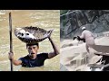 Animals That Asked People For Help