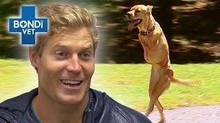 AMAZING Two-Legged Dog! | Bondi Vet Clips | Bondi Vet