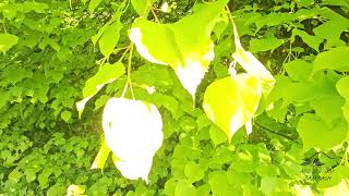 Tilia platyphyllos 'Aurea' lípa velkolistá
