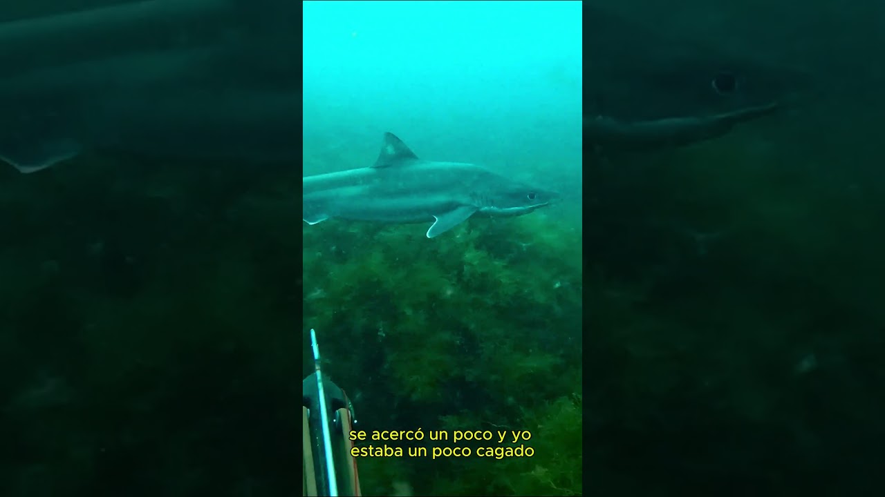 Veo un tiburón en Llanes  #pescasub #mar #spearfishing #pesca #shark #talassofobia #talasofobia