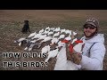 I SHOT AN OLD BANDED SNOW GOOSE!! INSANE Kansas Conservation Hunt 2019