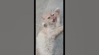 Tom! Let's Cha Cha #dj #chachadiscoremixwaray