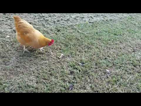 Chicken eats Snake!
