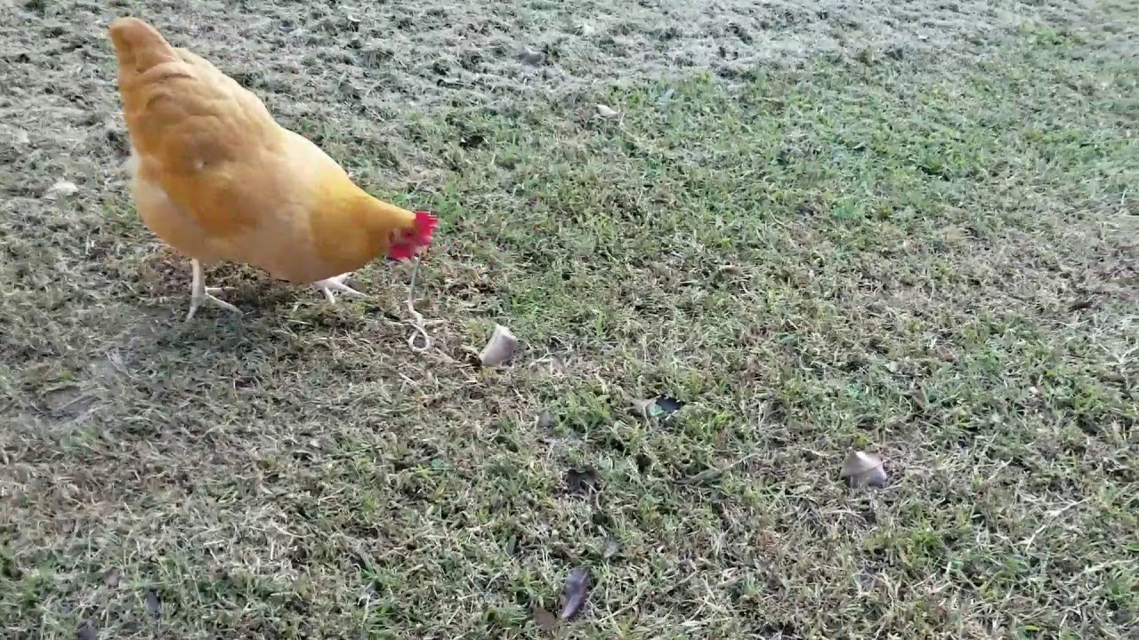 Chicken eats Snake! - YouTube