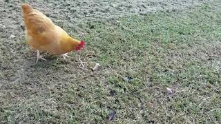 Chicken eats Snake! Wealth