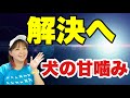 犬の甘噛みの治し方 あなたとあなたのワンちゃんに合ったしつけは??ちょっと長いのでじっくり見てね