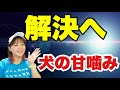 犬の甘噛みの治し方　あなたとあなたのワンちゃんに合ったしつけは？？ちょっと長いのでじっくり見てね