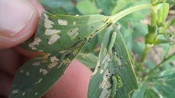 Spraying in Alfalfa for Lashkri | Spraying for Alfalfa weevils | Lashkari Sundi attack on Alfalfa