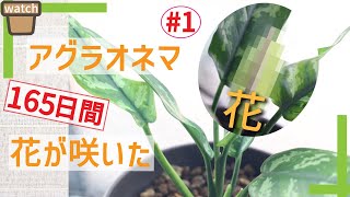 植物 アグラオネマに花が咲き 実が そして受粉へ 観葉植物 Youtube