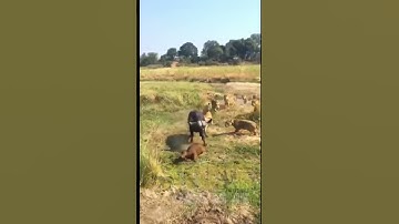 Why Buffalo Desperate Rescue Attempts Are SHOCKINGLY Effective