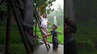 Ibu Hamil dan Kakeknya Memetik Buah Jeruk Saat Hujan Deras #shortvideo #rainsoundsforsleeping