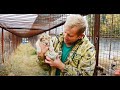 СПАСЕНИЕ  ЛЬВЕНКА !!! 23-летняя львица родила львенка в Саванне! Save the lion cub!