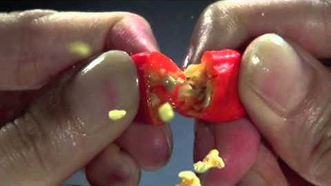 Indofood Sambal TVC - Because Why 30s