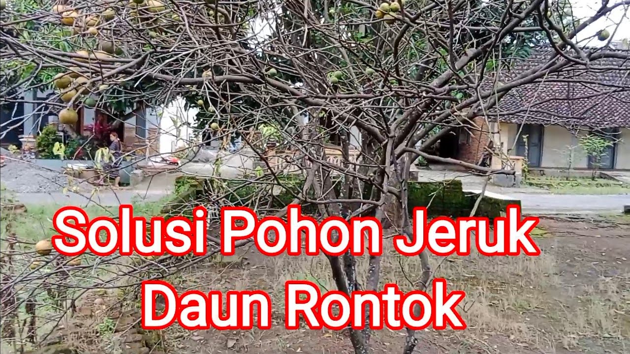 Solusi Pohon Jeruk Daun Rontok.