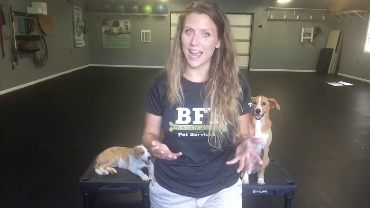 Blue 9 Pet Products Training Challenge w/  Chrissy Joy