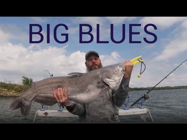 CATCHING HUGE BLUE CATFISH!!! #catfish #bluecatfish #bigfish