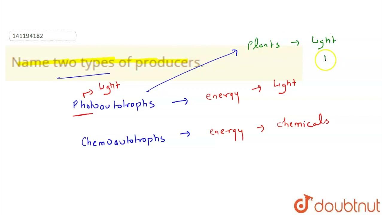 Name two types of producers. | 11 | ECOSYSTEM | BIOLOGY | PRADEEP