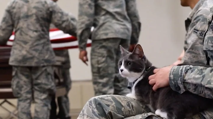 Meet Captain, the Mascot Cat for the Barksdale Air...