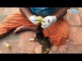 Dog Rescue  Treatment for Ticks/Fleas/Maggot wounds on Animals | Helping stray dogs