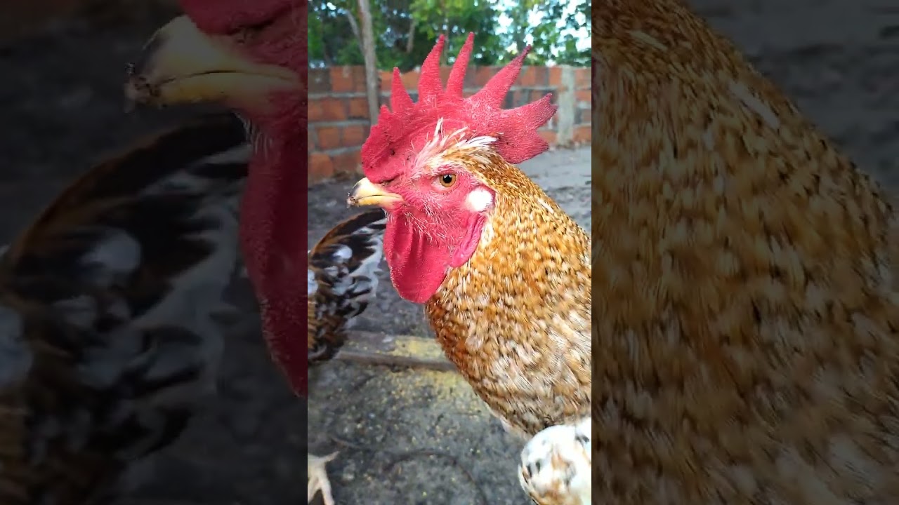 Atualização da recria Criatório gsb Horizonte CE 