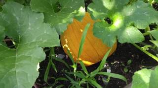 Pumpkin Bonanza! (Summer 2017)