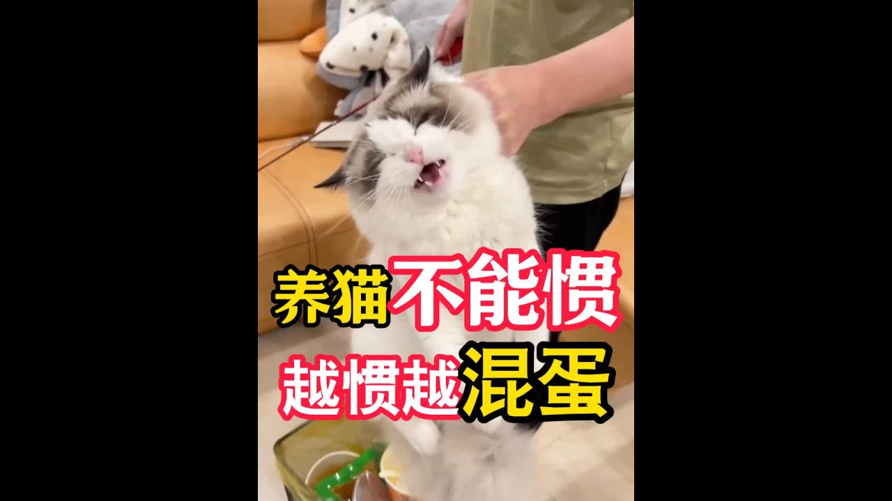 养猫不能惯，越惯越浑蛋！ #新手养猫 #养猫经验分享 #养猫知识 #科学养宠攻略 #猫咪驱虫
