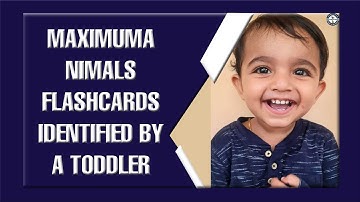 MAXIMUM ANIMALS FLASHCARDS IDENTIFIED BY A TODDLER