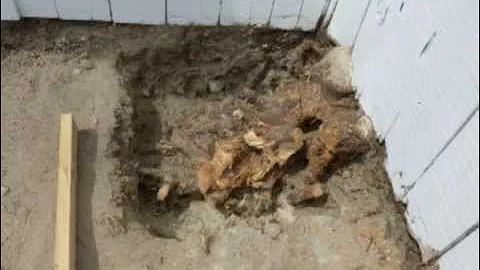 Cách tôi loại bỏ rễ cây gây phiền hà dưới móng bê tông - Mẹo sửa chữa công trình