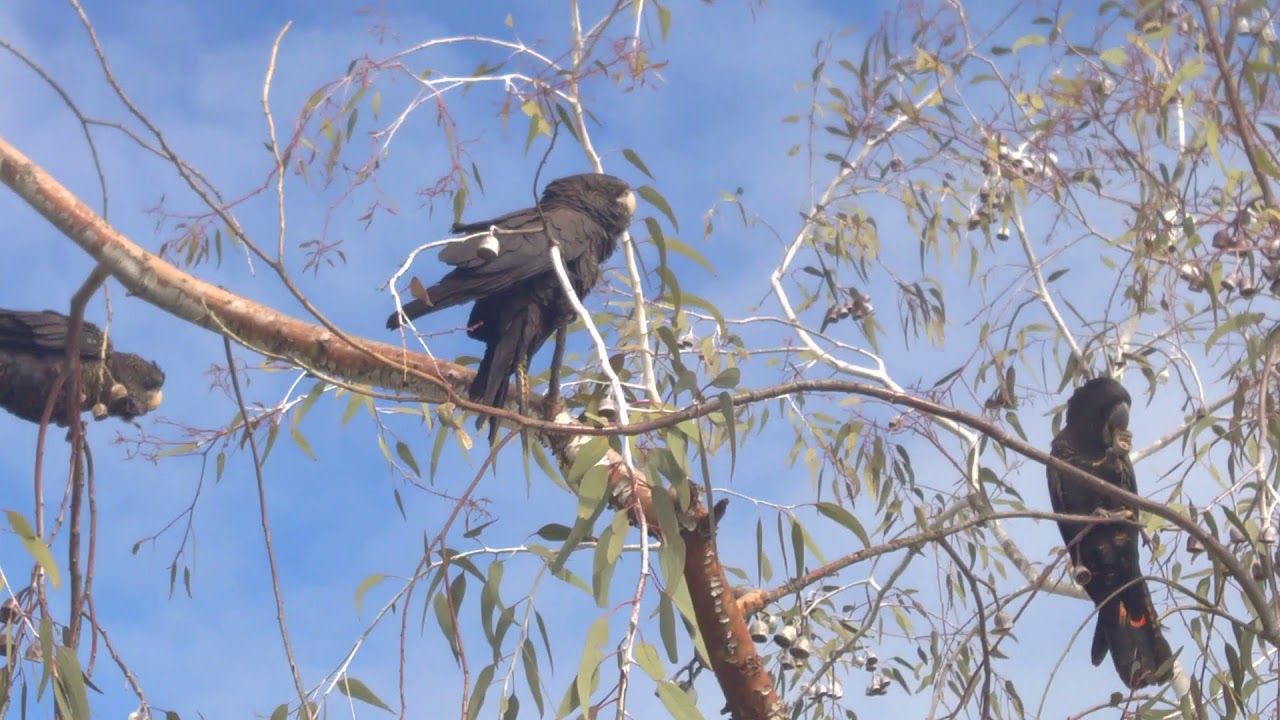 Black cockatoo YouTube