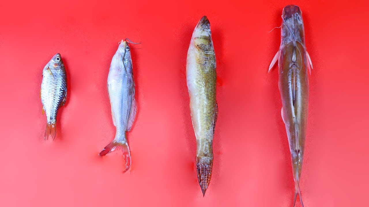 Learn Colors & Numbers Learn Sizes Small to Biggest  | Videos for Children | Educational for Kids