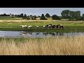 Восстановление водно-болотных угодий замедляет глобальное потепление и сокращение популяций