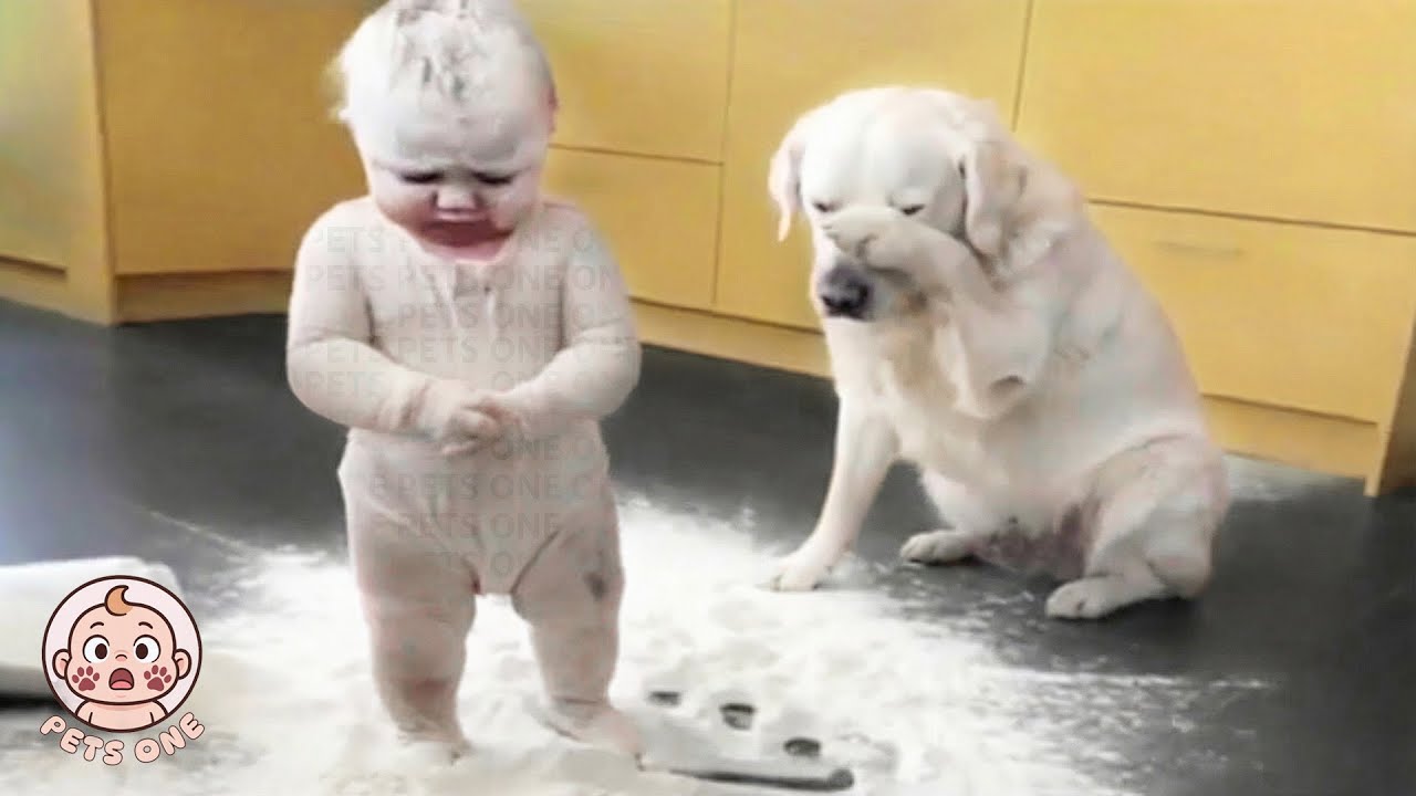 When The Family Dog Becomes Reluctant Babysitter 😆 Try Not To Laugh With Baby And Dog Funny Moments