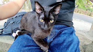 【ひざ乗り猫】無邪気な黒子猫がひざに乗って甘えてきた