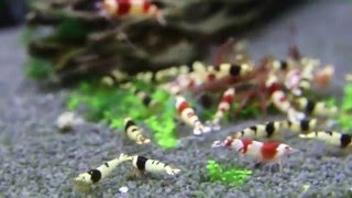 COMMUNITY SHRIMP TANK