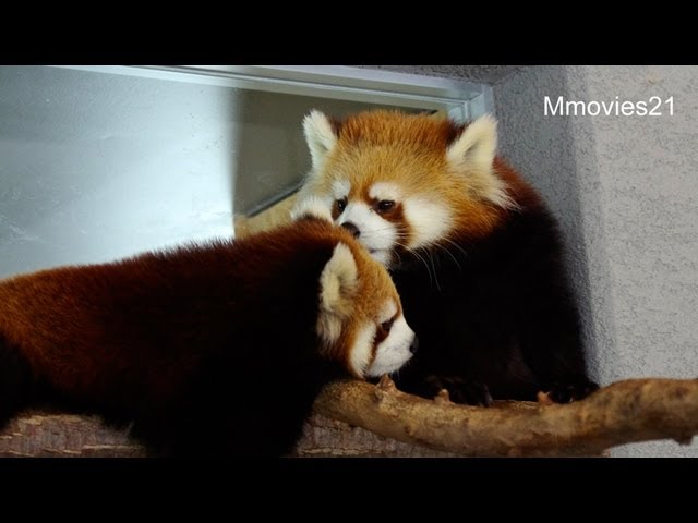 私のしっぽ枕にしないで〜Red Panda,My tail isn't a pillow
