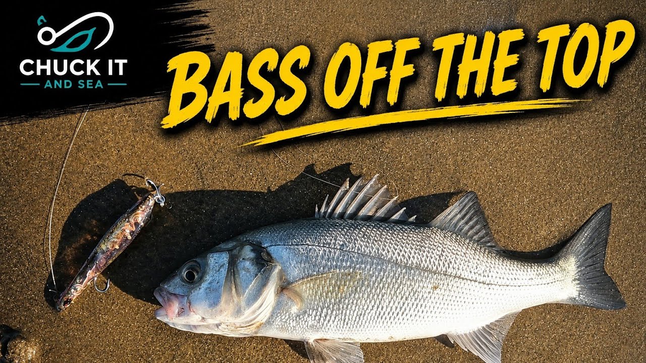 Top water lure fishing for Bass