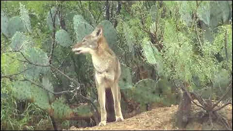 ¿Qué función cumple el coyote?