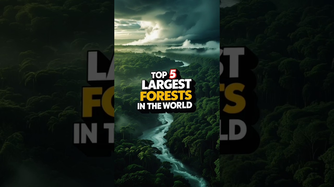 📊Top 5 Largest Forests🌳 in the World 🌍 | World’s  Largest Forests🌲