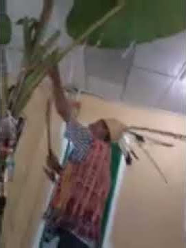 Ngetas Ranyai gawai 2017 TR.Lana Sepangah