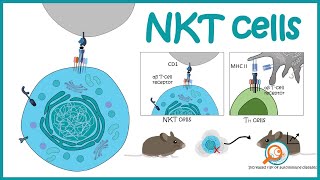 NKT cells | development and function