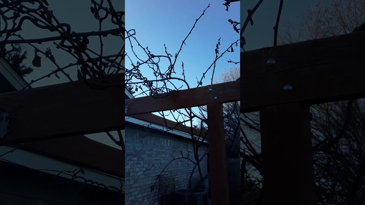 5th year! - Vincent Fuzzy Kiwi in the home garden