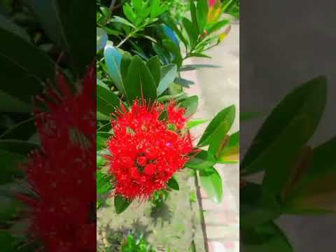 #বিশ্বাস ঘাতক #bangladeshi #minivlog #vlog #