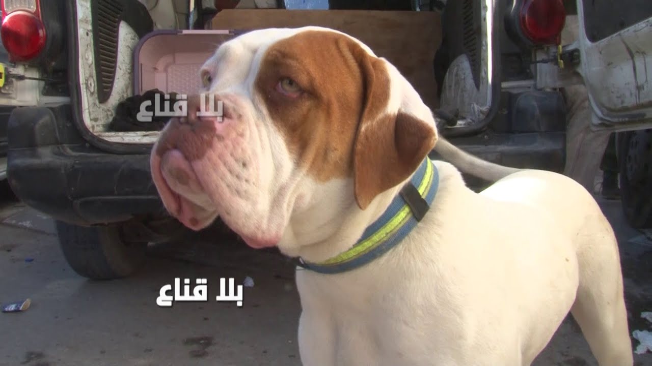 bila kinaa | !! غرام الكلاب في بلادنا يتكلف..الكاركاس غالي وكلب بمليون يحبو يشروه بمائة دينار