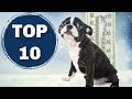 10 Things Boston Terriers ABSOLUTELY Hate!!!
