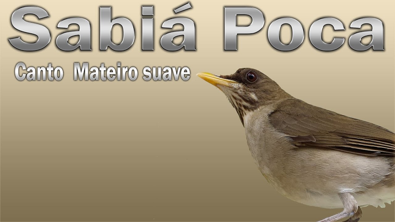 Canto De Sabiá Que é Vo Sabia Poca Canto Mateiro Suave Gravado Ao Vivo Em Hq Para Ensinamento De Filhotes Youtube