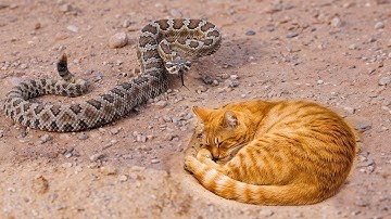 Ular Derik Ini Mengacaukan Kucing yang Salah!
