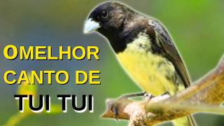 O MELHOR CANTO DE PAPA-CAPIM TUI TUI ZEL ZEL POR 10 HORAS