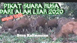 Audio Suara pemikat Rusa asli dari Alam Liar Kalimantan 2020 ampuh 100%